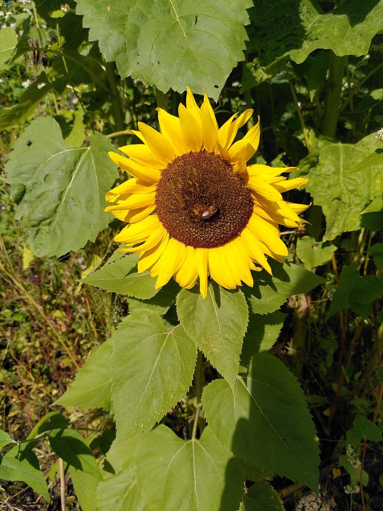 eine Sonnenblume