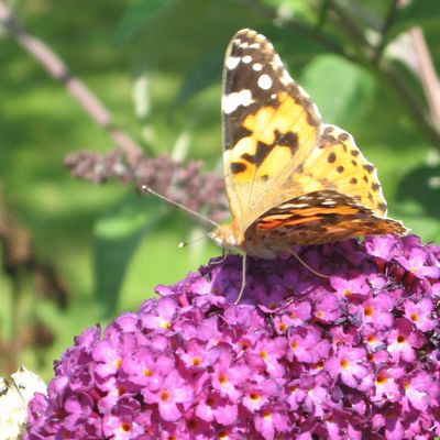 Ein Bild aus dem Garten